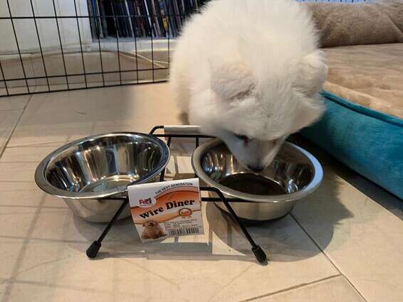 No food - no TV!  דימון מיישם שגרת חיים בריאה. סט קערות של PetEx מ"גג לחיות" // צילום: ספיר טל 